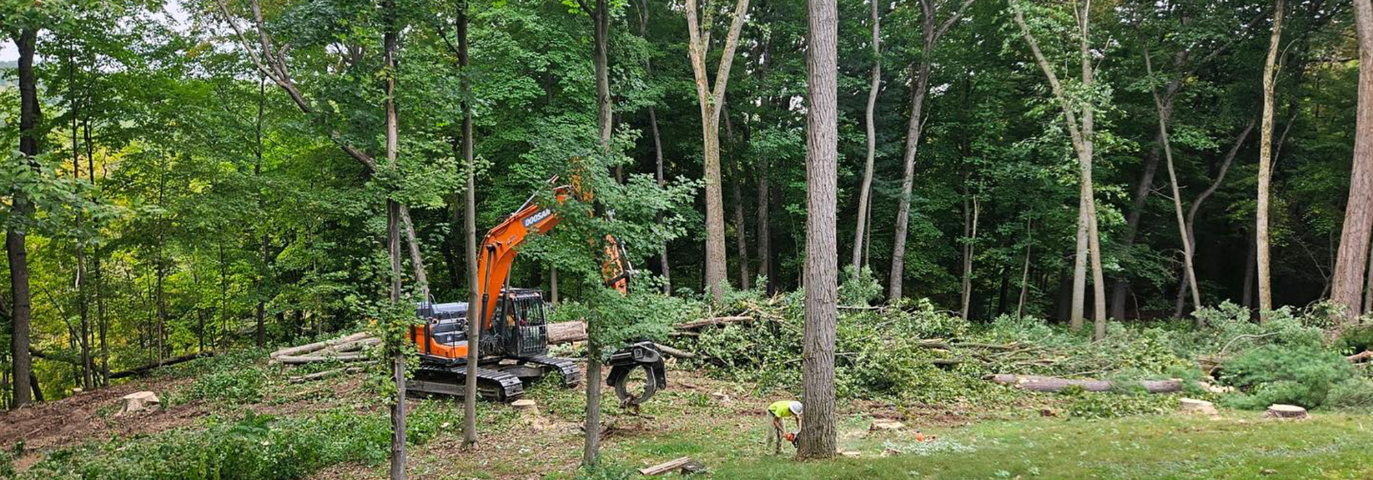 tree-care-horizontal25 tree care